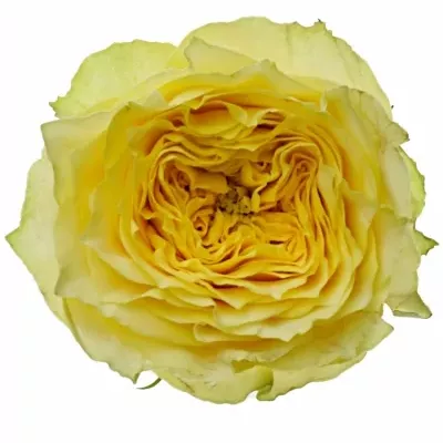 Dekorace na stůl 1 růže ALISCHIENNE 2019011003