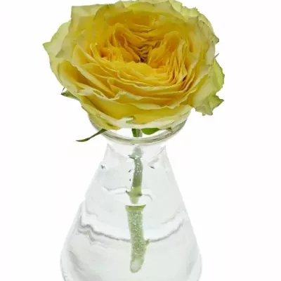 Dekorace na stůl 1 růže ALISCHIENNE 2019011003
