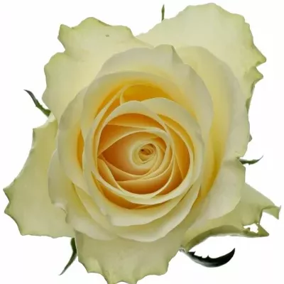 Dekorace na stůl 1 růže ALISCHIENNE 2019011005