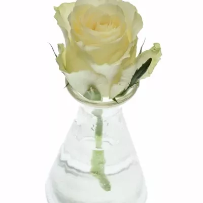 Dekorace na stůl 1 růže ALISCHIENNE 2019011005