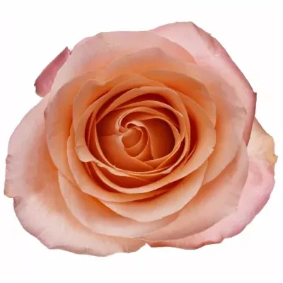 Dekorace na stůl 1 růže ALISCHIENNE 2019011009