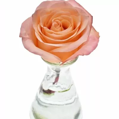 Dekorace na stůl 1 růže ALISCHIENNE 2019011009