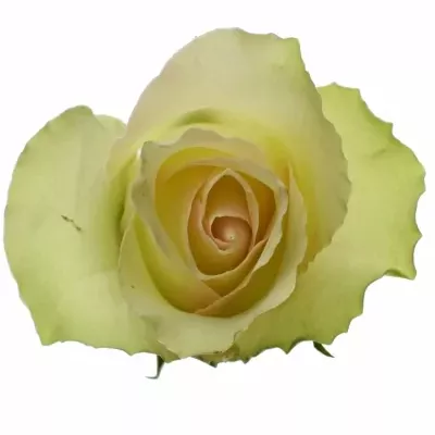 Dekorace na stůl 1 růže ALISCHIENNE 2019011010