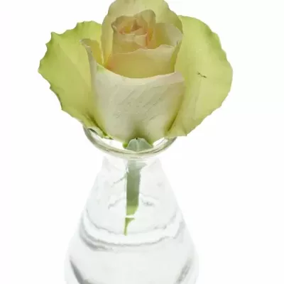 Dekorace na stůl 1 růže ALISCHIENNE 2019011010