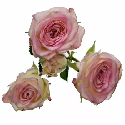 Dekorace na stůl 1 trsové růže ALISCHIENNE 2019011007