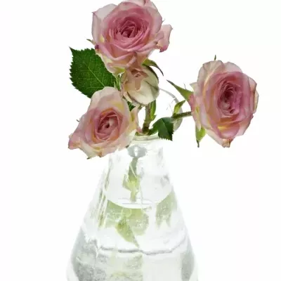 Dekorace na stůl 1 trsové růže ALISCHIENNE 2019011007