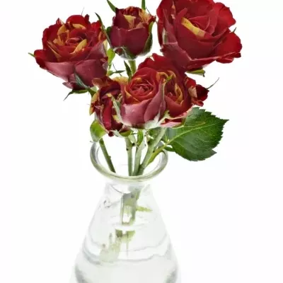 Dekorace na stůl 1 trsové růže ALISCHIENNE 2019011008