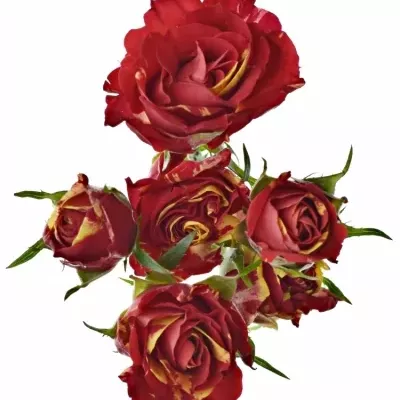 Dekorace na stůl 1 trsové růže ALISCHIENNE 2019011008