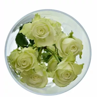 Dekorace na stůl 2 trsových růží MARIANNE 2018101562