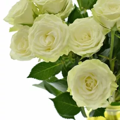 Dekorace na stůl 5 trsových růží ADRIANNE 2018101561