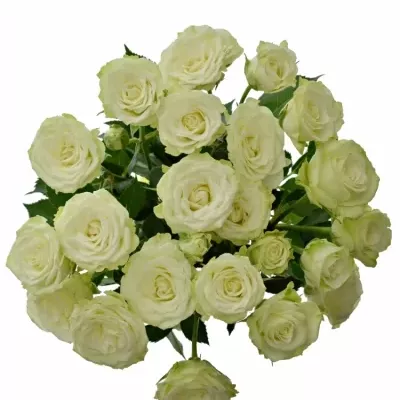 Dekorace na stůl 5 trsových růží ADRIANNE 2018101561