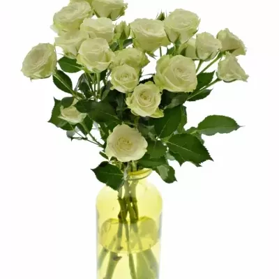 Dekorace na stůl 5 trsových růží ADRIANNE 2018101561