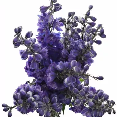 Delphinium EL CHRISTEL 80cm