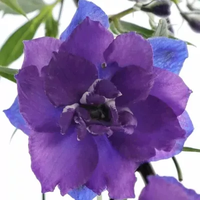 Delphinium EL CHRISTEL 80cm