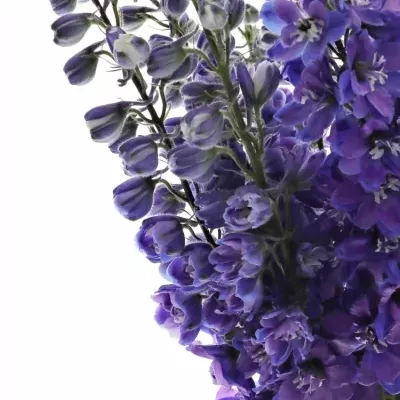 Delphinium EL CHRISTEL 80cm