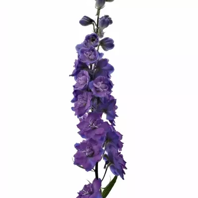 Delphinium EL CHRISTEL 80cm