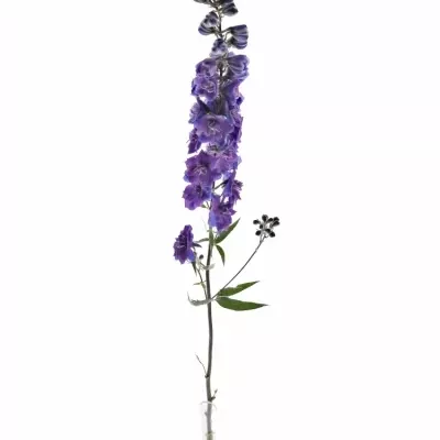 Delphinium EL CHRISTEL 80cm