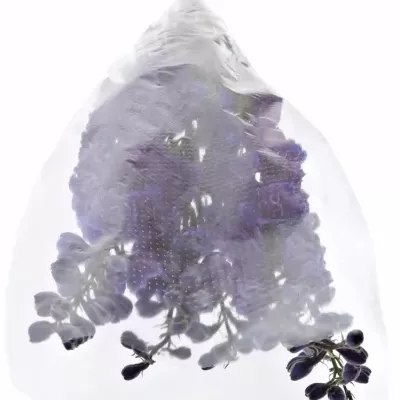 Delphinium EL Christel 80cm
