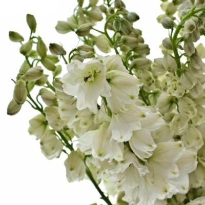 Delphinium EL GUARD WHITE