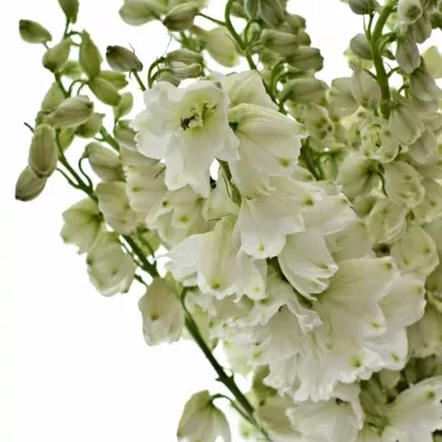 Delphinium EL GUARD WHITE 70cm