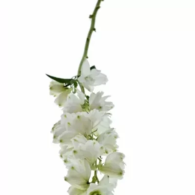 Delphinium EL GUARD WHITE 70cm