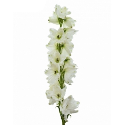Ostrožec GUARDIAN WHITE 90cm