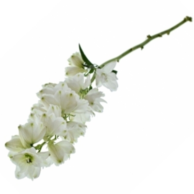 Delphinium EL GUARD WHITE