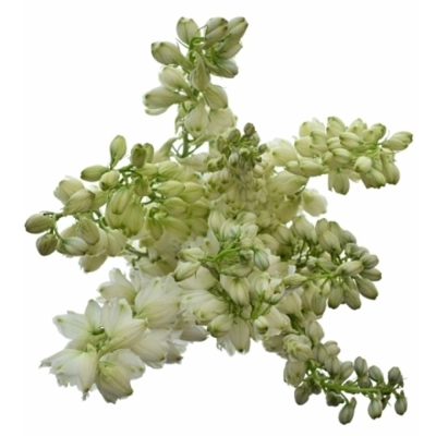 Delphinium EL GUARD WHITE