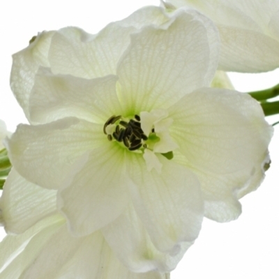 Delphinium EL GUARD WHITE