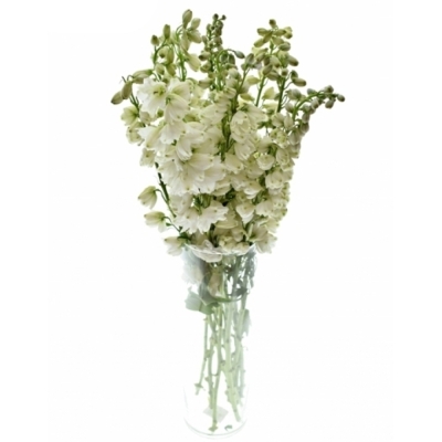 Delphinium EL GUARD WHITE