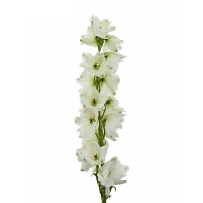 Delphinium EL GUARD WHITE