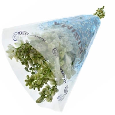 Delphinium EL GUARD WHITE