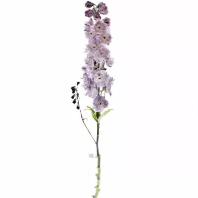 Delphinium LIGHT PINK 60cm