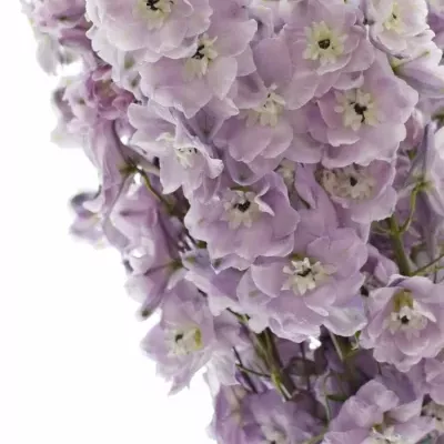 Delphinium LIGHT PINK 60cm