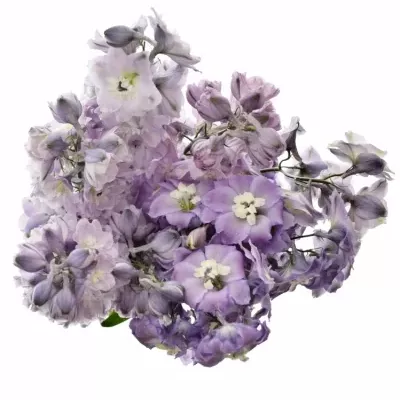 Delphinium LIGHT PINK 60cm