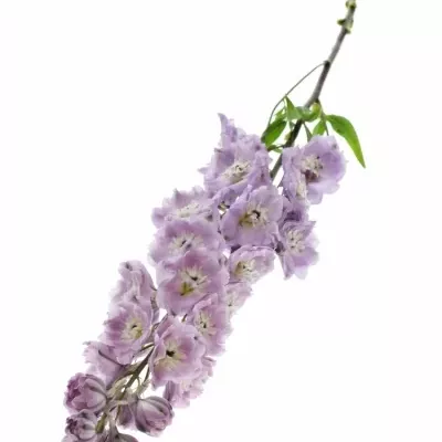 Delphinium LIGHT PINK 60cm