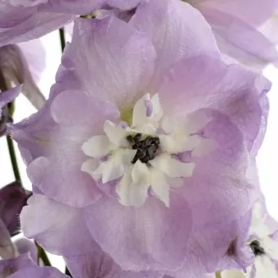 Delphinium LIGHT PINK 60cm