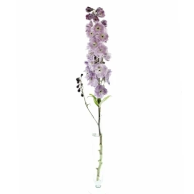 Delphinium LIGHT PINK
