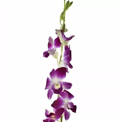 Orchidej KAREN 55cm