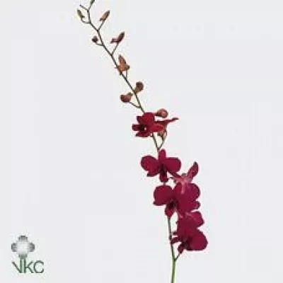 Orchidej MADAME POMPADOUR 60cm