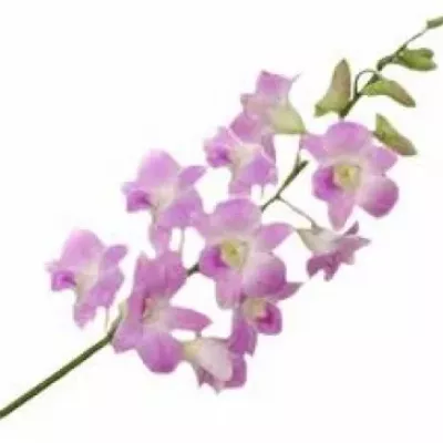 Orchidej SAKURA 50cm