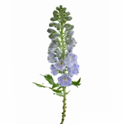 Deplhinium EL MAGIC FOUNTAIN LAVENDER