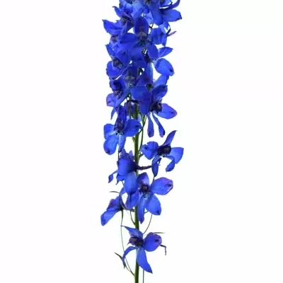 Deplhinium EN DONNA 60cm