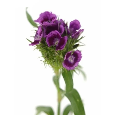 DIANTHUS BARBATUS ALDO VIOLA FANTASIA