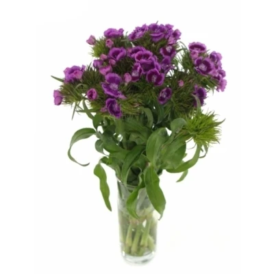 DIANTHUS BARBATUS ALDO VIOLA FANTASIA