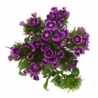 DIANTHUS BARBATUS ALDO VIOLA FANTASIA