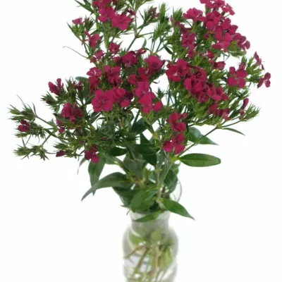 DIANTHUS BARBATUS AMAZON NEON CHERRY