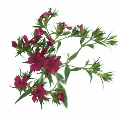 Dianthus barbatus AMAZON NEON CHERRY