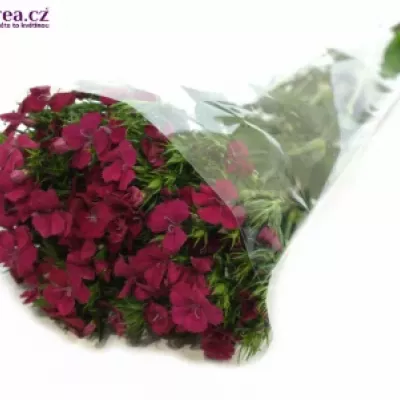 Dianthus barbatus AMAZON NEON CHERRY