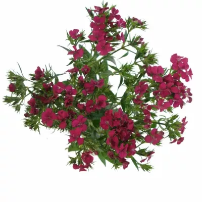 DIANTHUS BARBATUS AMAZON NEON CHERRY